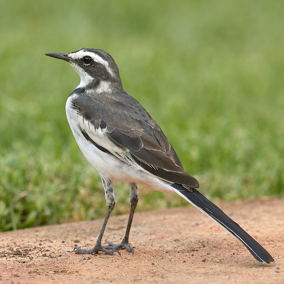 African Pied Wagtail - ML611913785