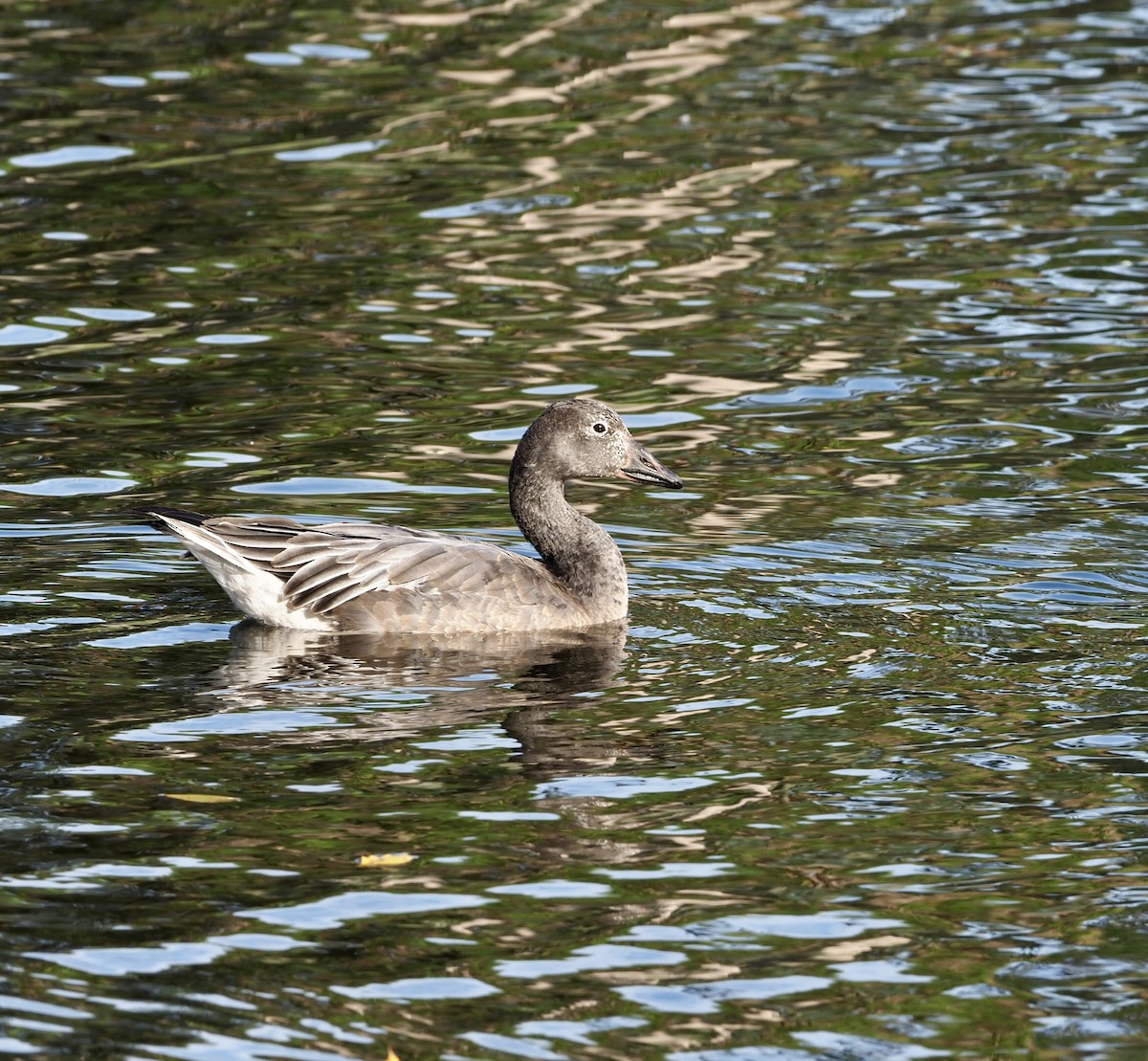 EBird Checklist - 5 Dec 2023 - 2689–2771 Mango Tree Dr, Edgewater US-FL ...