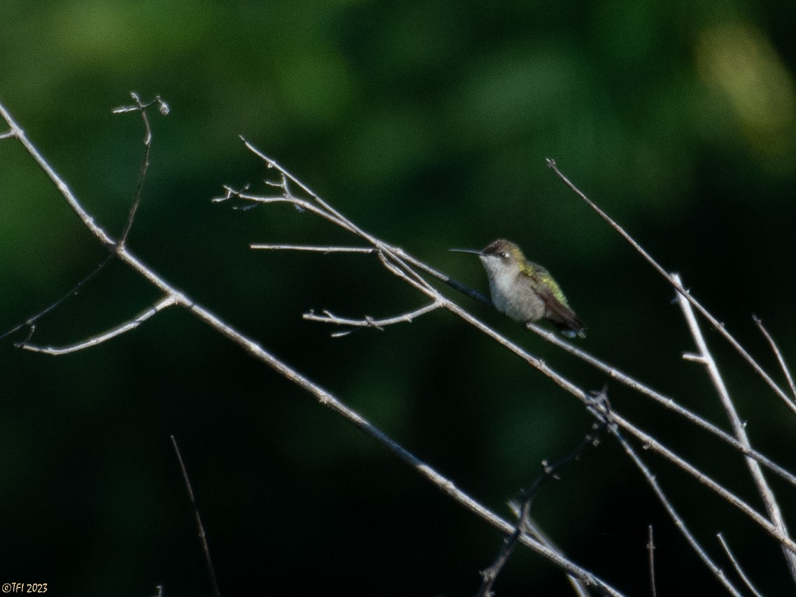 Ruby-throated Hummingbird - ML611914281
