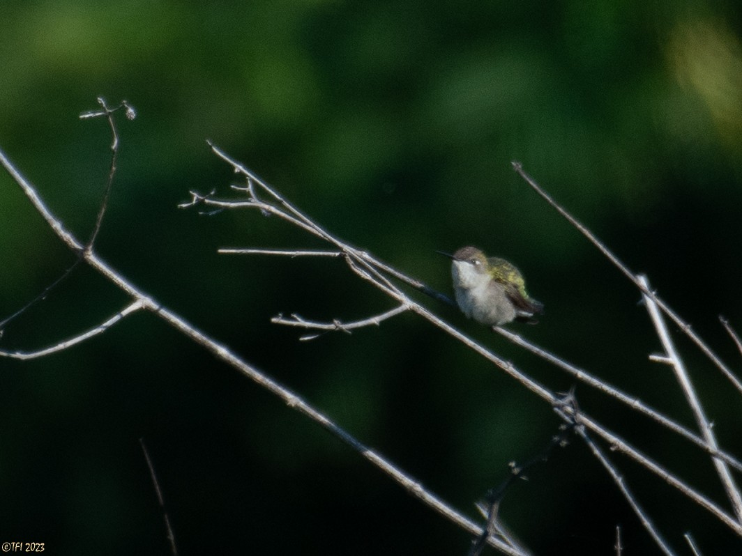 Ruby-throated Hummingbird - ML611914283