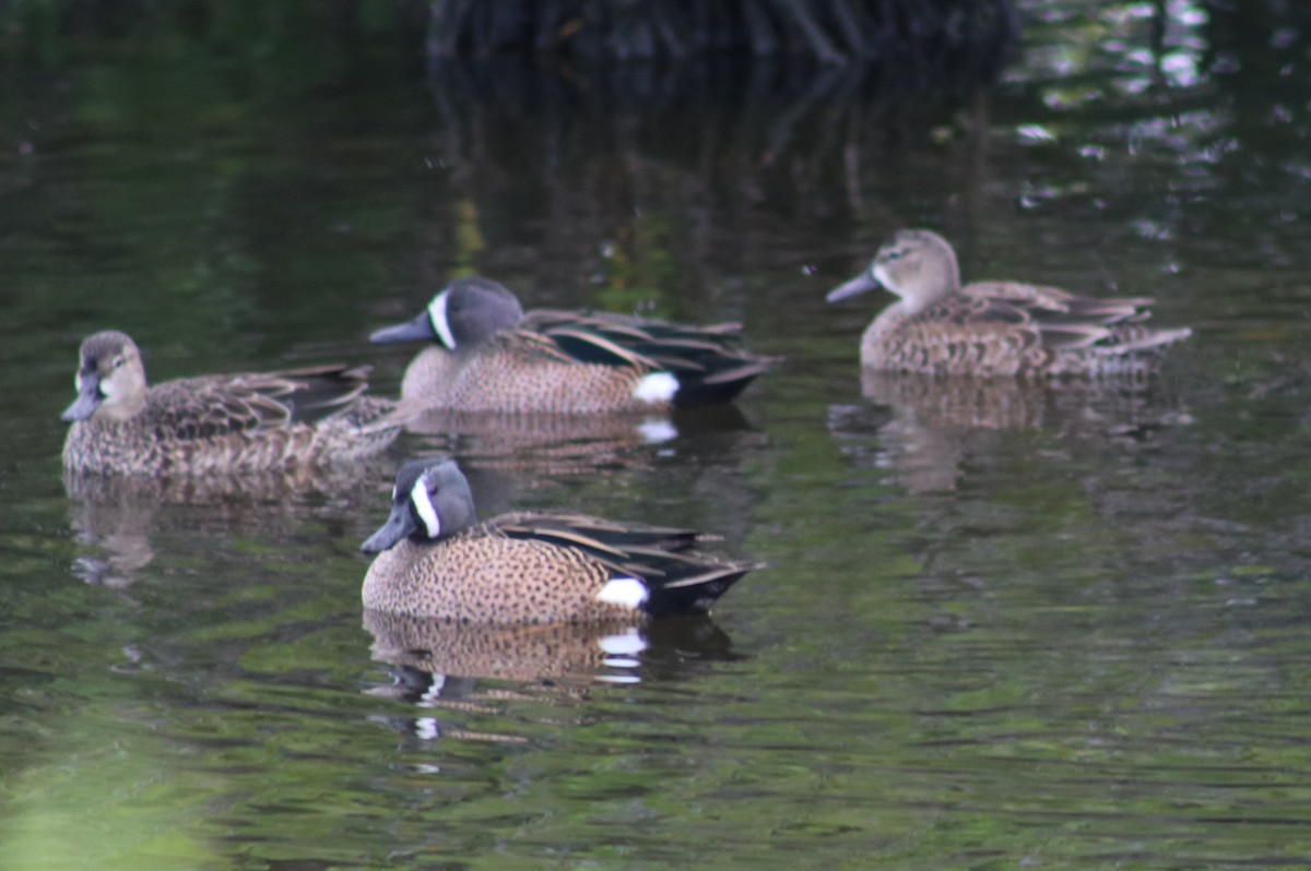 eBird Checklist 5 Dec 2023 Merritt Island NWRBlack Point Wildlife