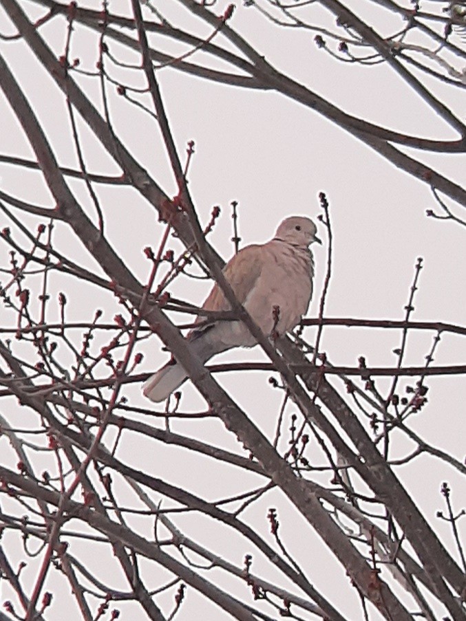 Eurasian Collared-Dove - ML611914375