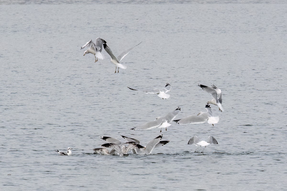 Wisconsin eBird Checklist 5 Dec 2023 Chickamauga DamDay Use Area