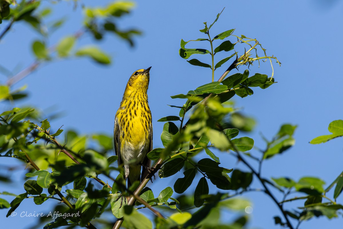 Ebird Caribbean Checklist Nov Tang Du Vieux Fort Sainte Rose Species