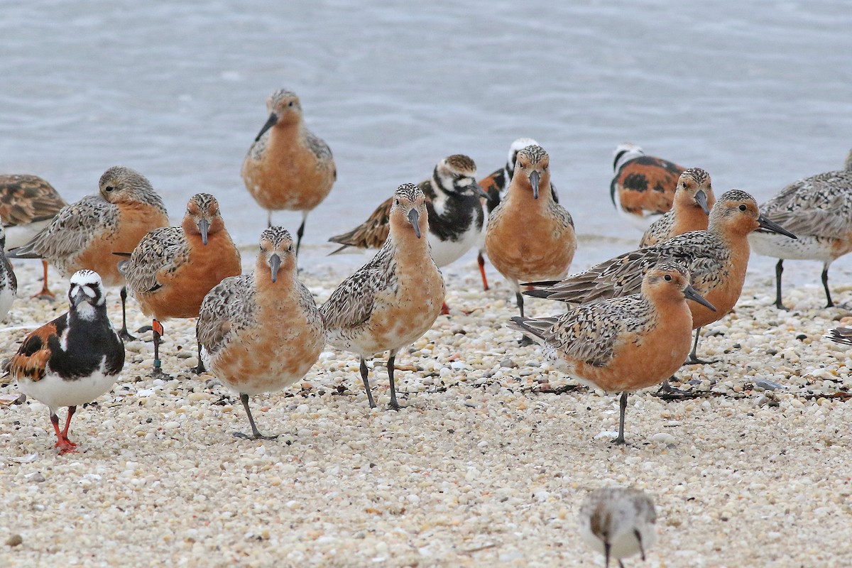Red Knot - ML611915346