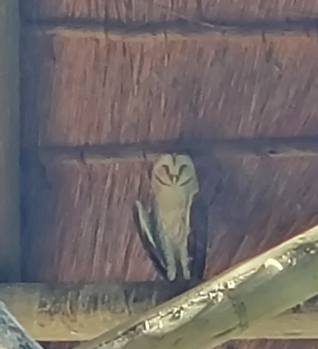 Barn Owl (African) - ML611915357