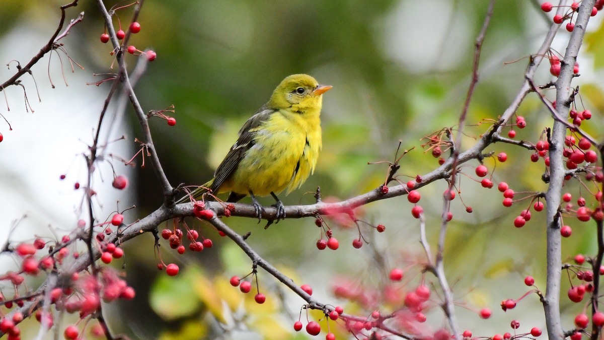 Western Tanager - Gloria 🕊