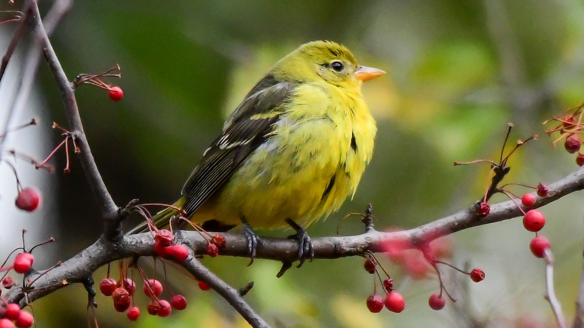 Western Tanager - Gloria 🕊