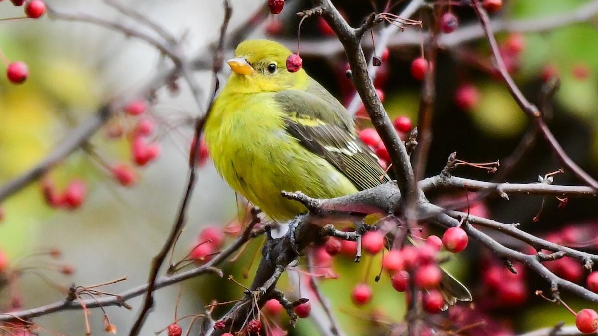 Western Tanager - ML611915387
