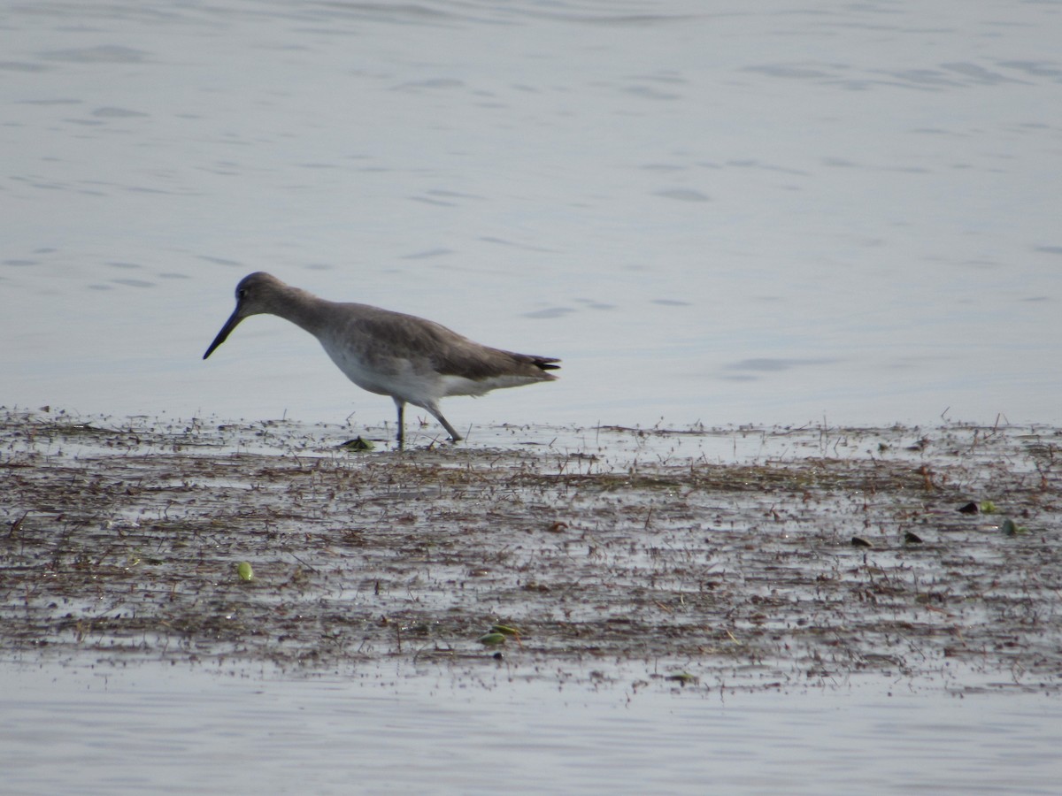 eBird Checklist 5 Dec 2023 Merritt Island NWRBio Lab Rd. 35 species