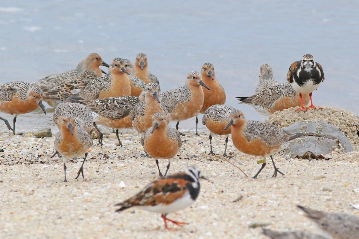 Red Knot - ML611915493