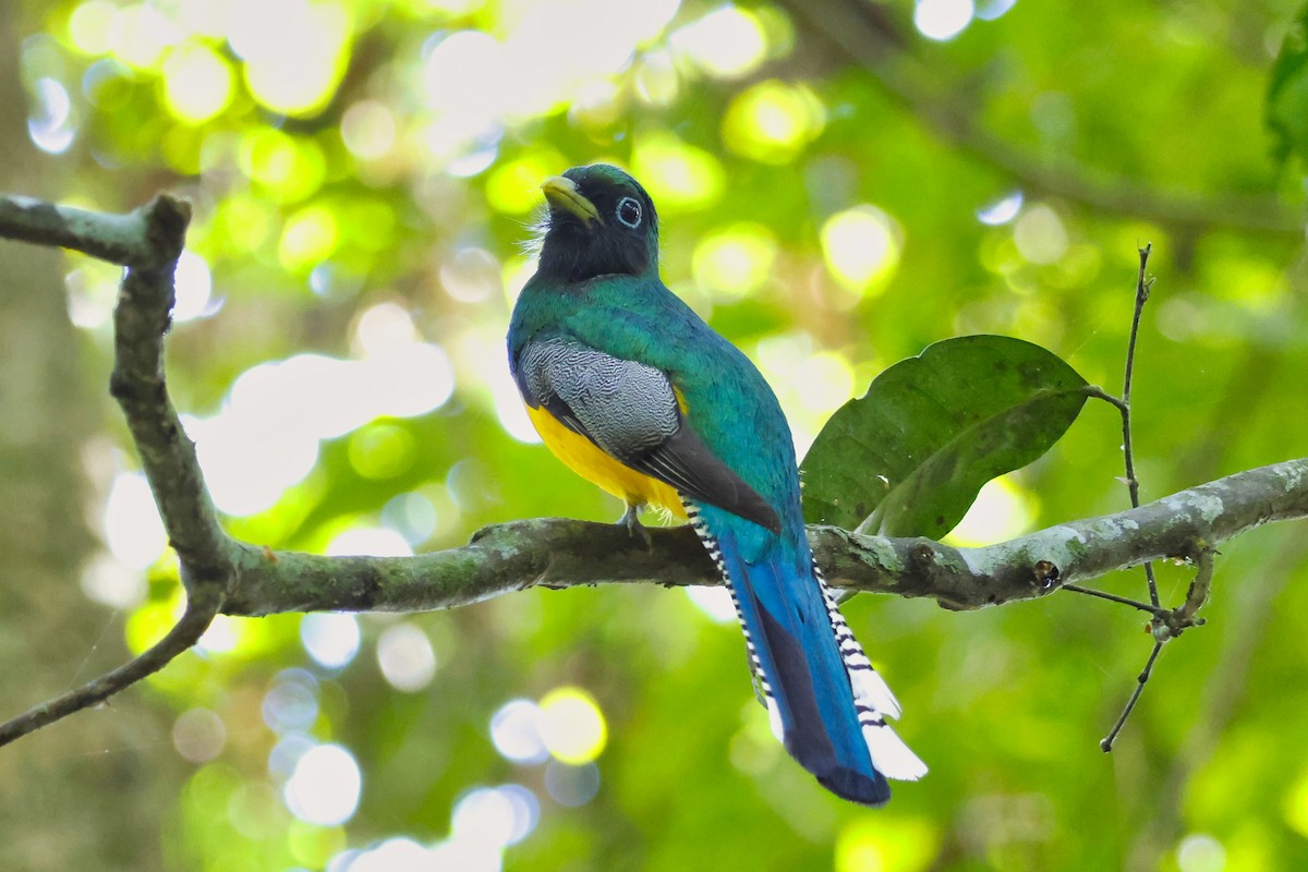 Northern Black-throated Trogon - ML611915518