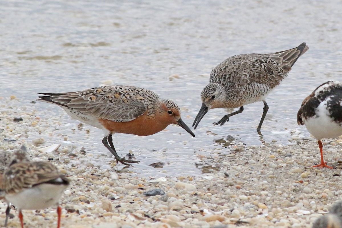 Red Knot - Michael O'Brien