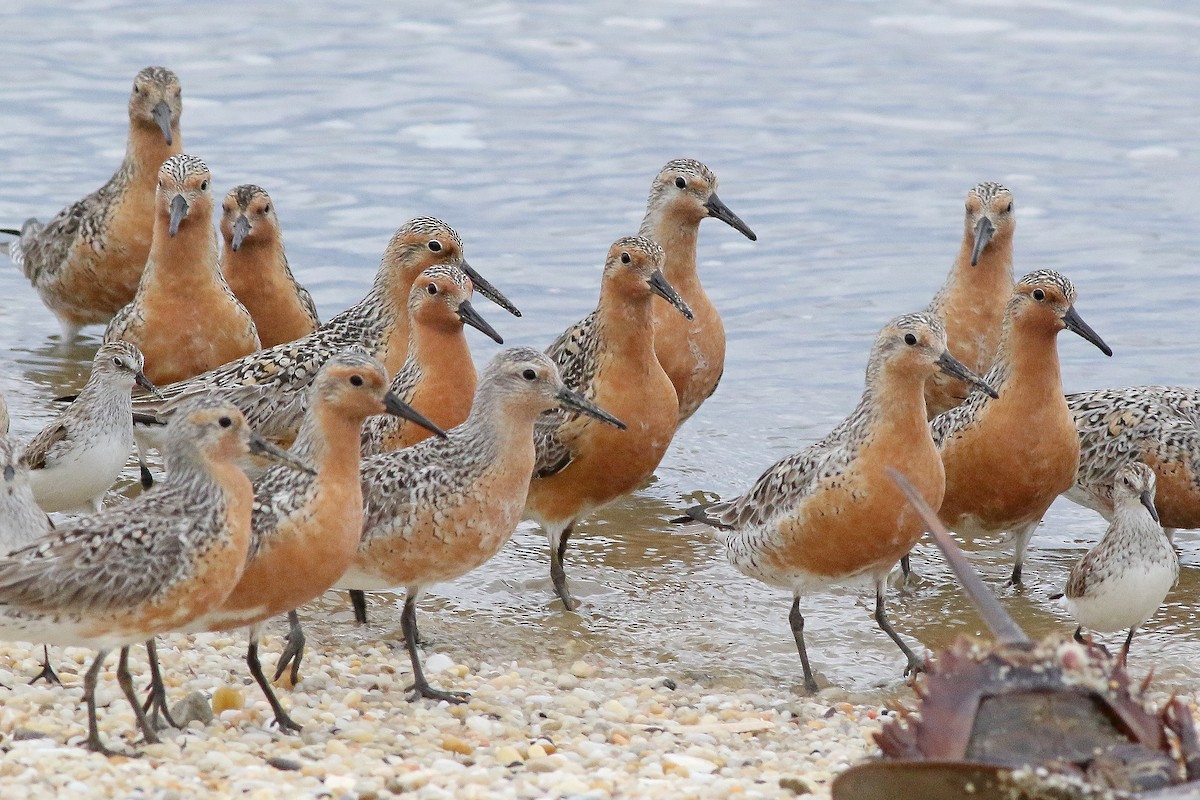 Red Knot - Michael O'Brien