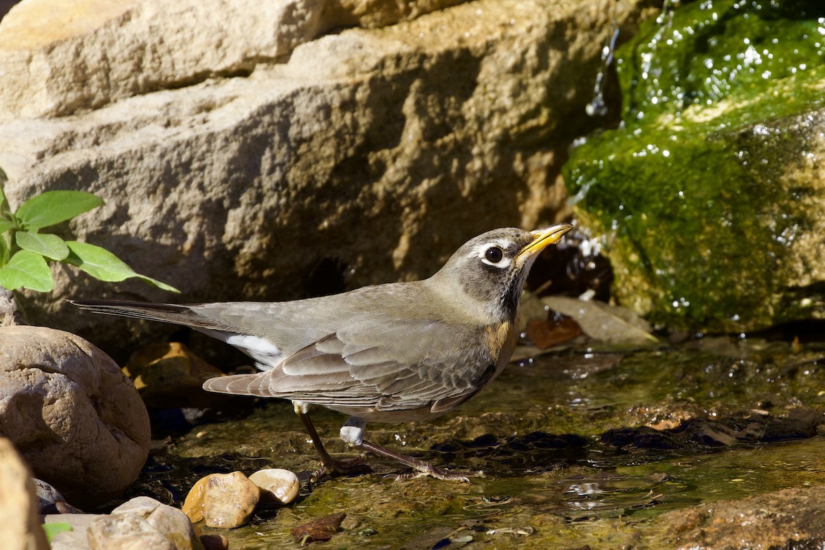 American Robin - ML611916084