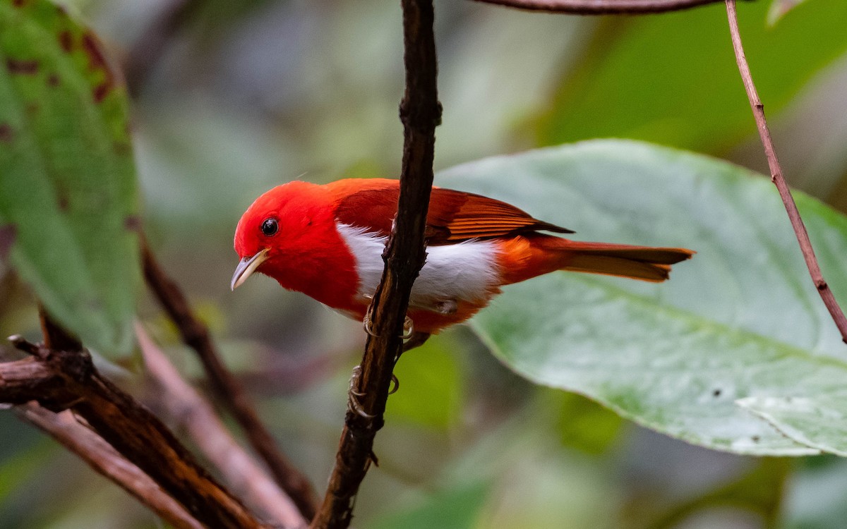 Scarlet-and-white Tanager - Andra Florea