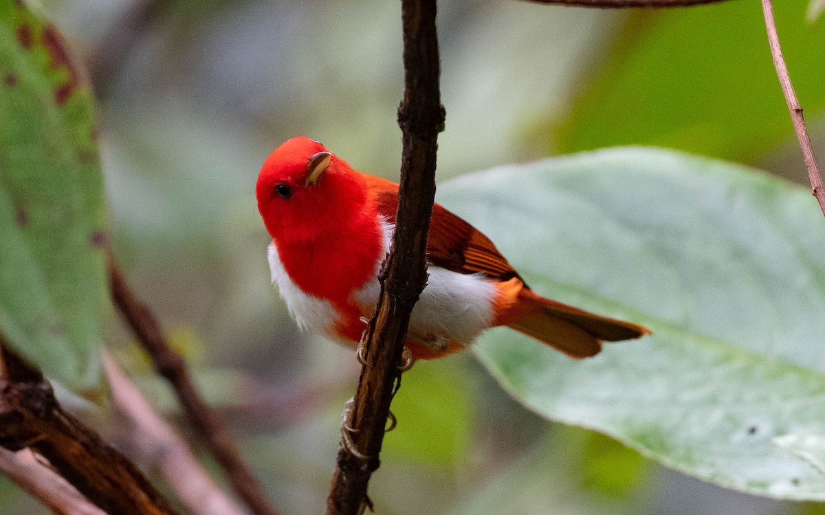 Scarlet-and-white Tanager - ML611916347