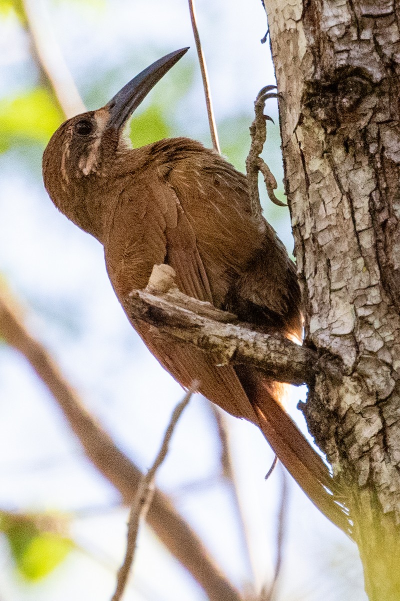 Moustached Woodcreeper - Sue Wright