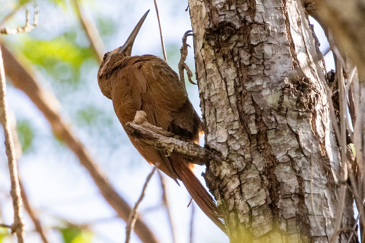 Moustached Woodcreeper - Sue Wright