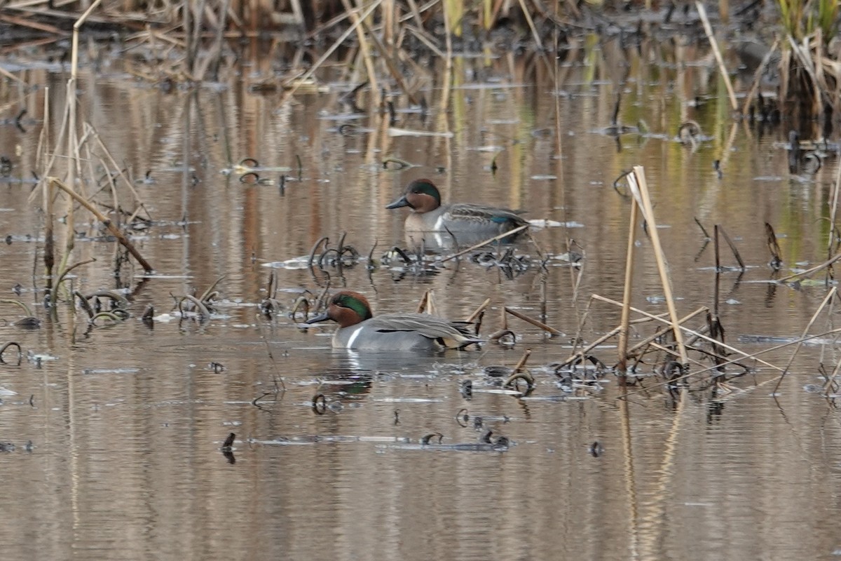 Green-winged Teal - ML611916724