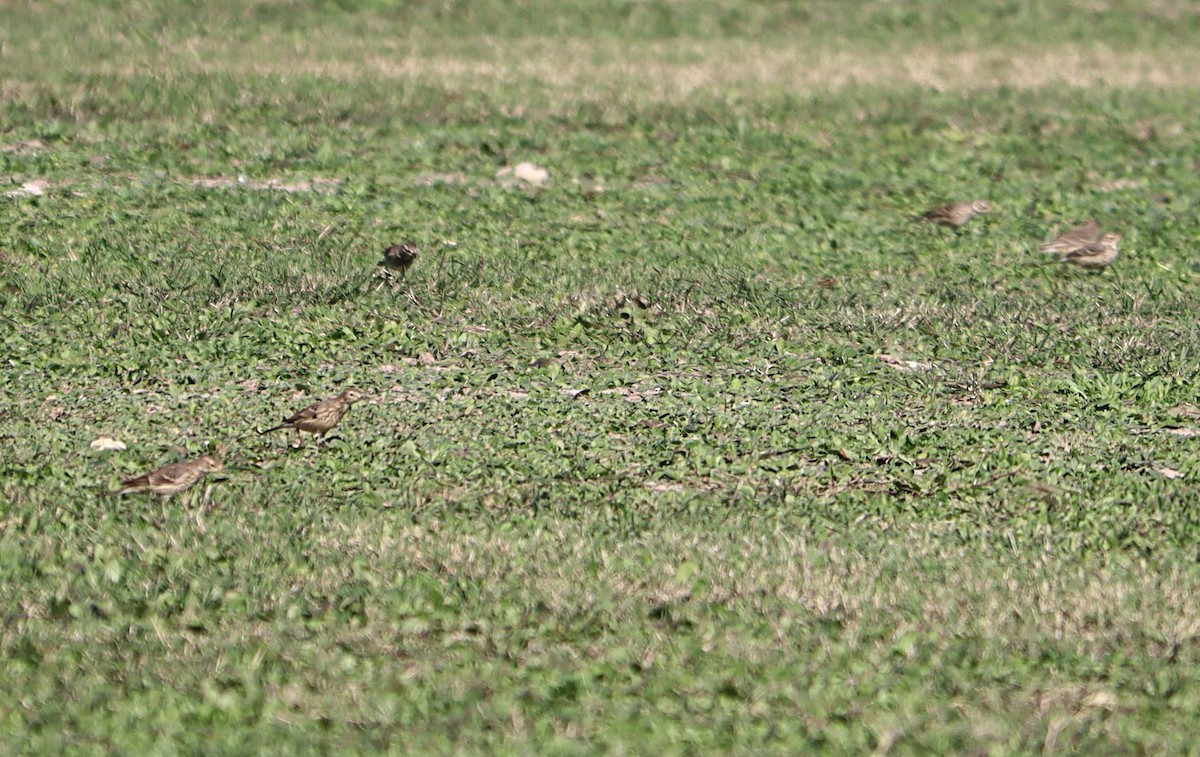 American Pipit - ML611916932