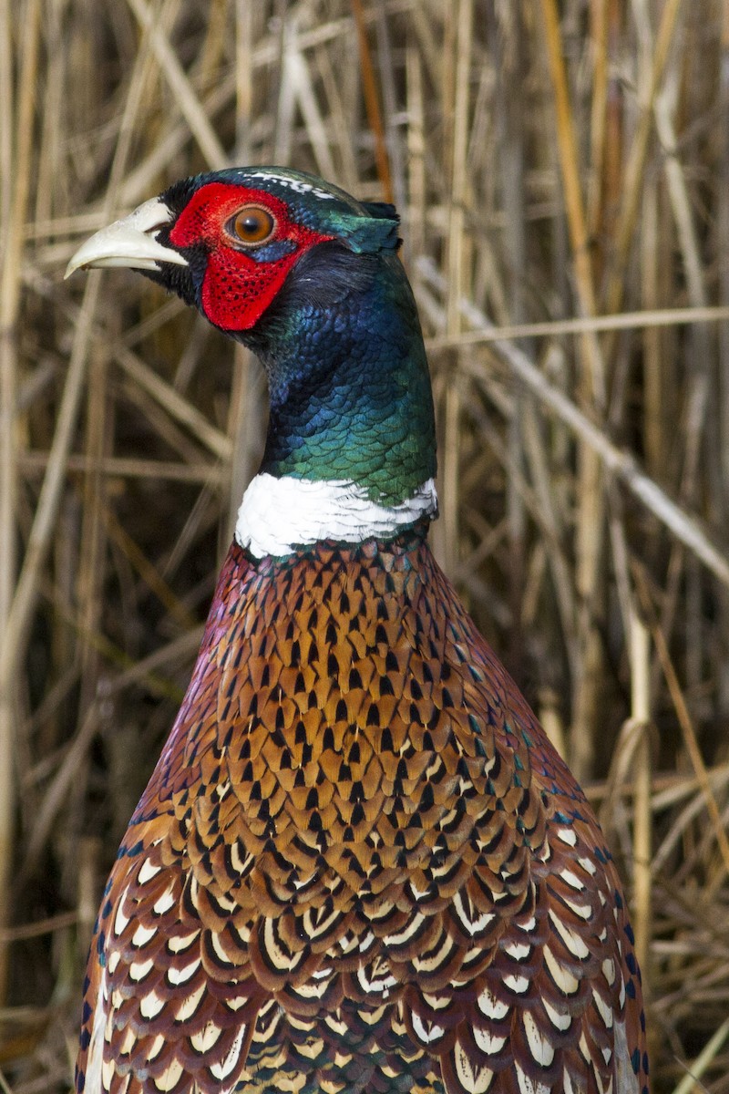 Ring-necked Pheasant - Samuel Paul Galick