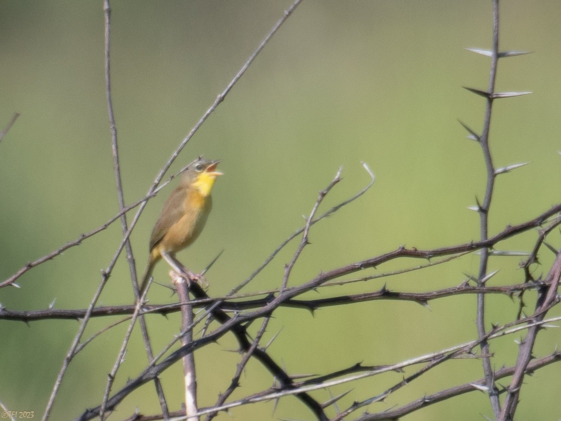 Gray-crowned Yellowthroat - T I