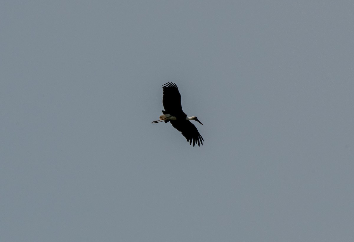 African Woolly-necked Stork - ML611917412