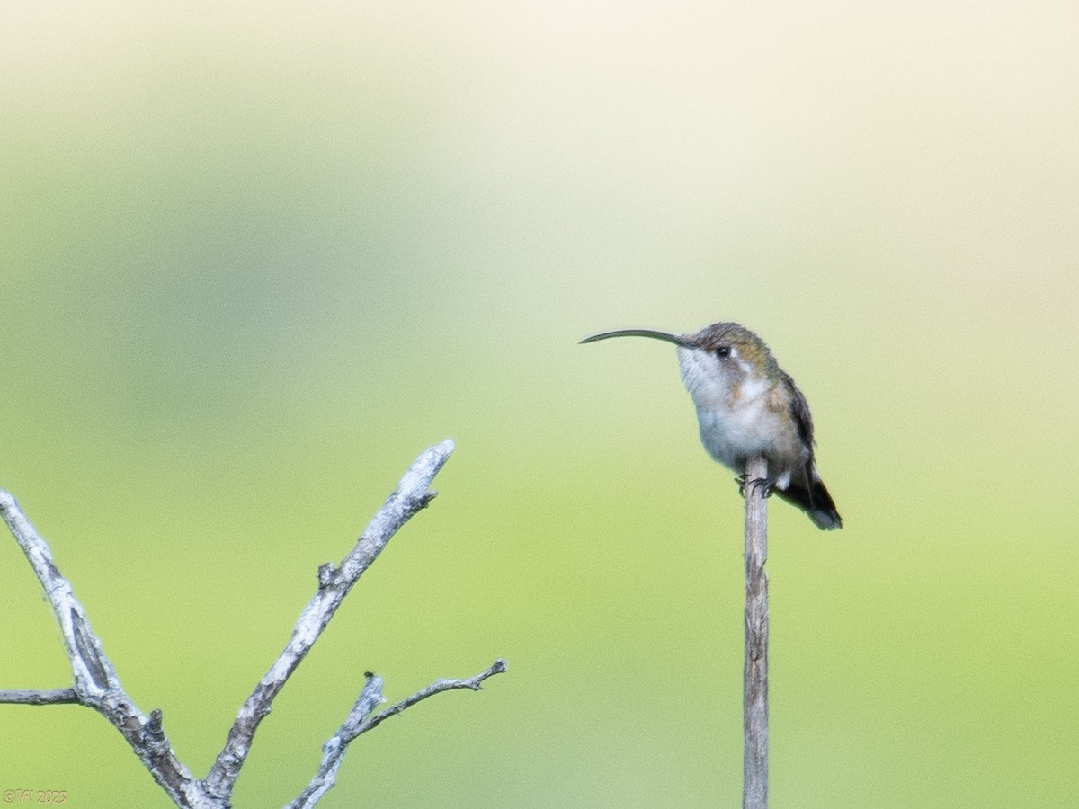 Mexican Sheartail - T I