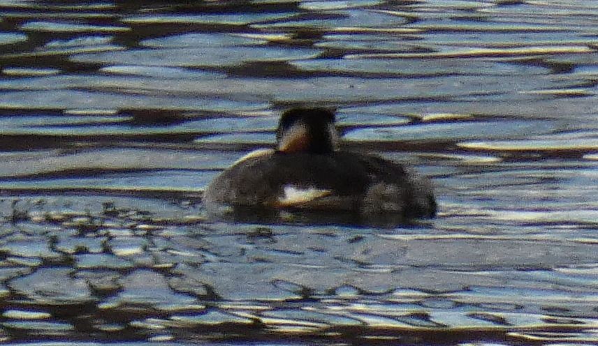 Red-necked Grebe - ML611917498