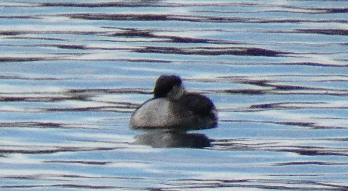 Red-necked Grebe - ML611917499