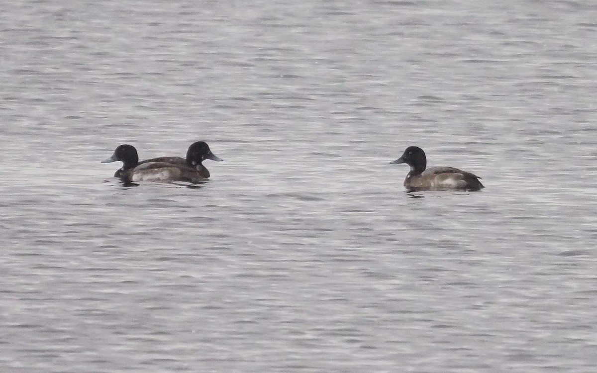 Greater Scaup - ML611917713