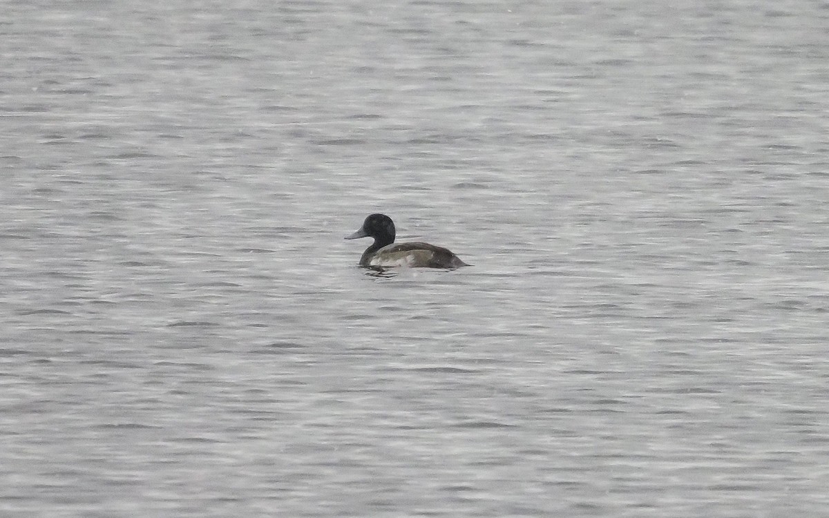 Greater Scaup - ML611917715