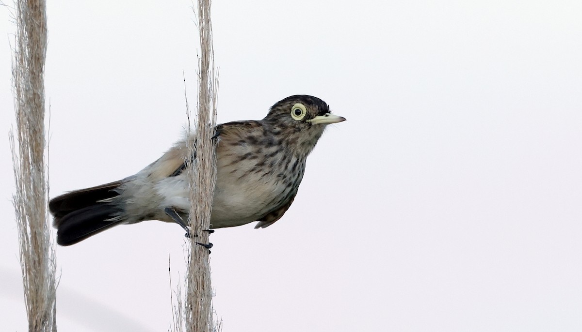 Spectacled Tyrant - ML611917918