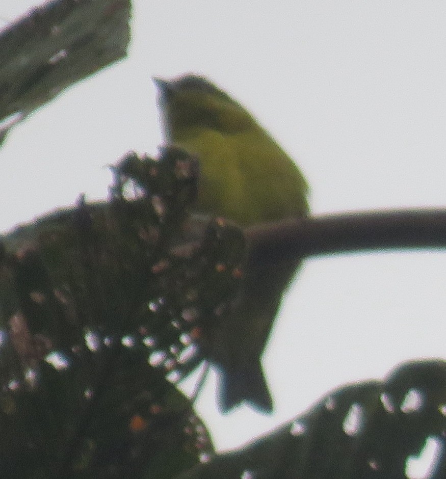 Olivaceous Siskin - ML611917946