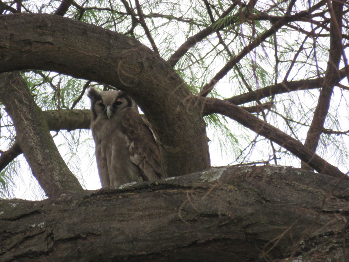 Verreaux's Eagle-Owl - ML611918146