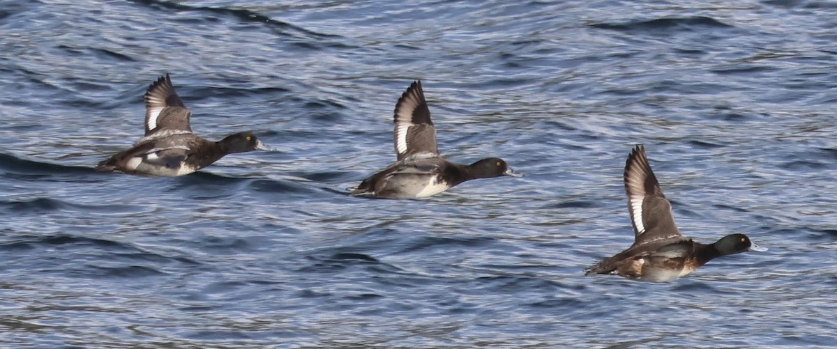 Greater Scaup - ML611918672