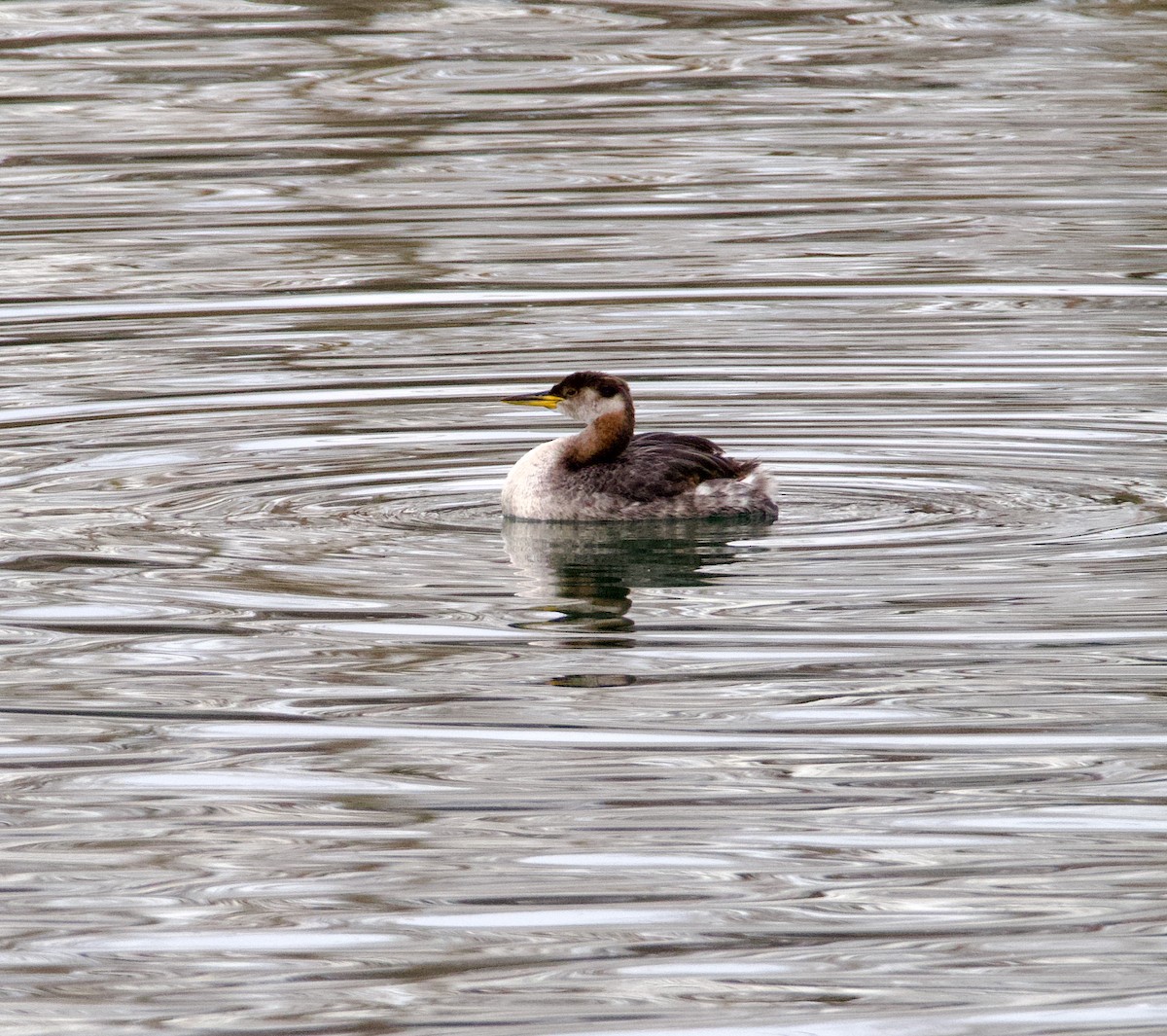 Red-necked Grebe - ML611918838