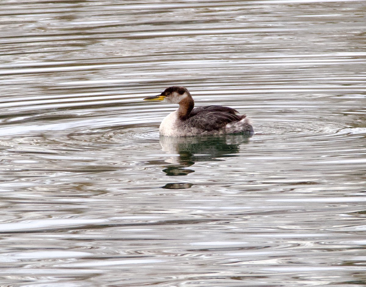Red-necked Grebe - ML611918874