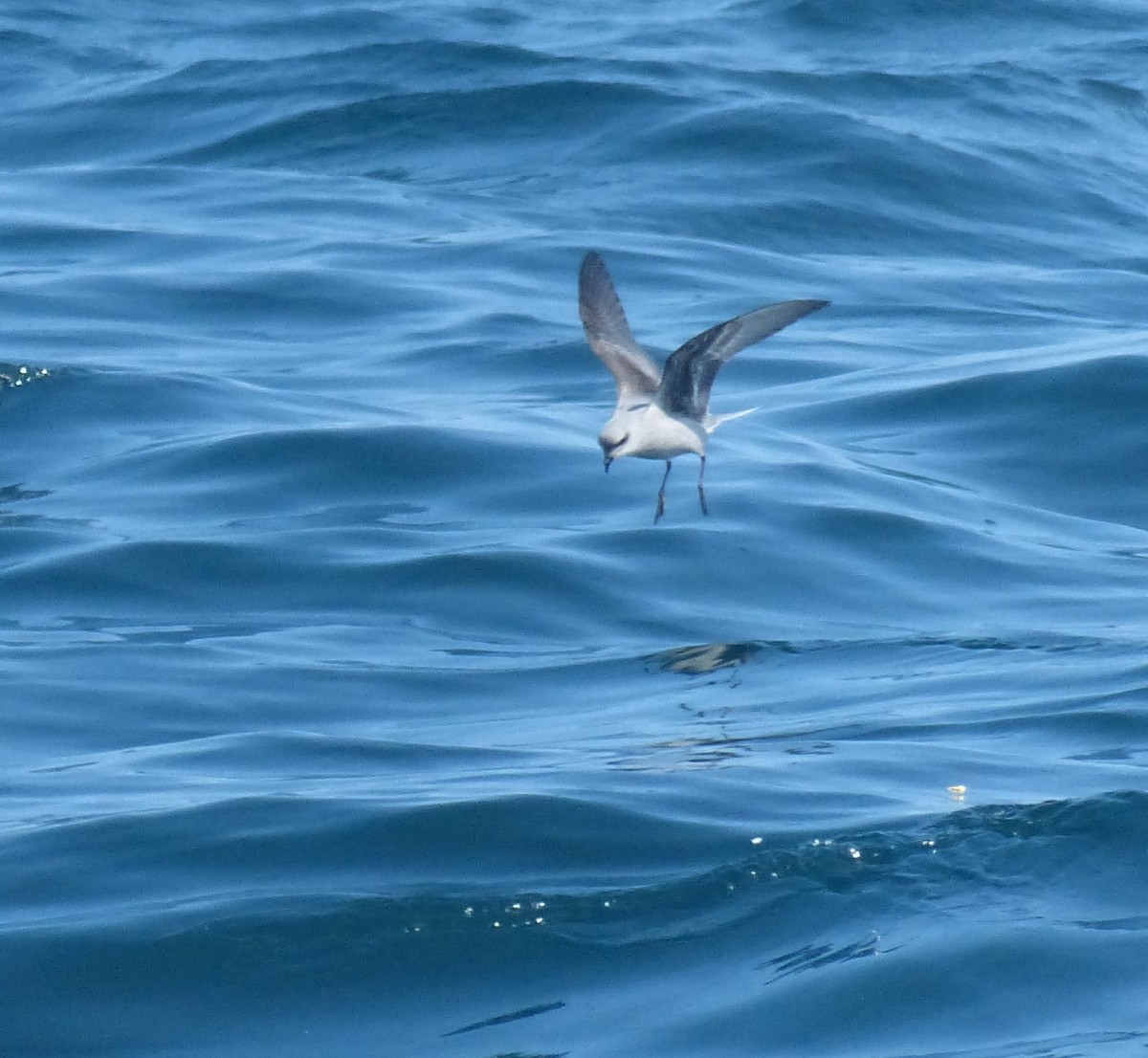 Fork-tailed Storm-Petrel - ML611919038