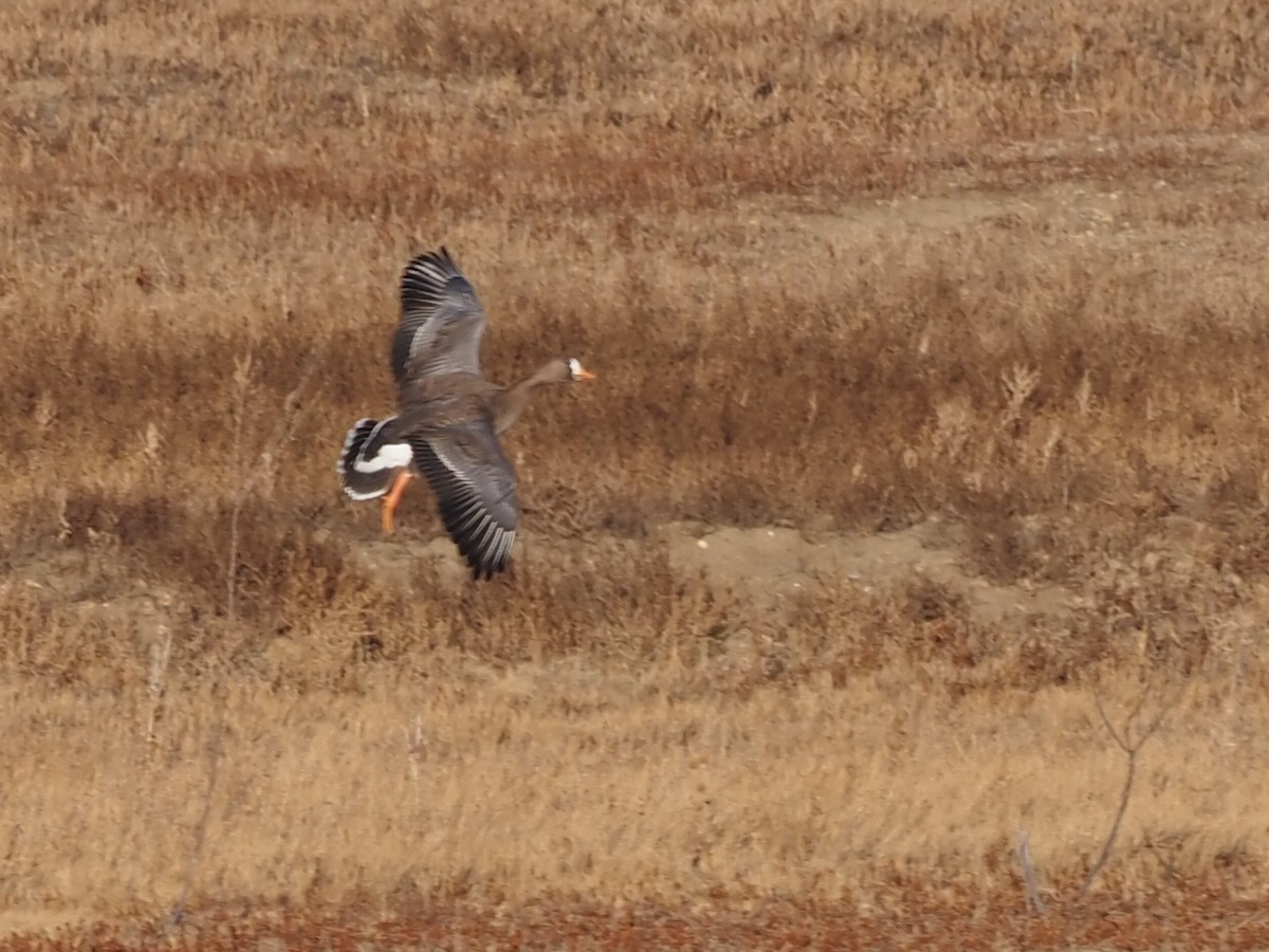 Greater White-fronted Goose - ML611919241