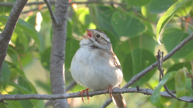 Clay-colored Sparrow - ML611919325