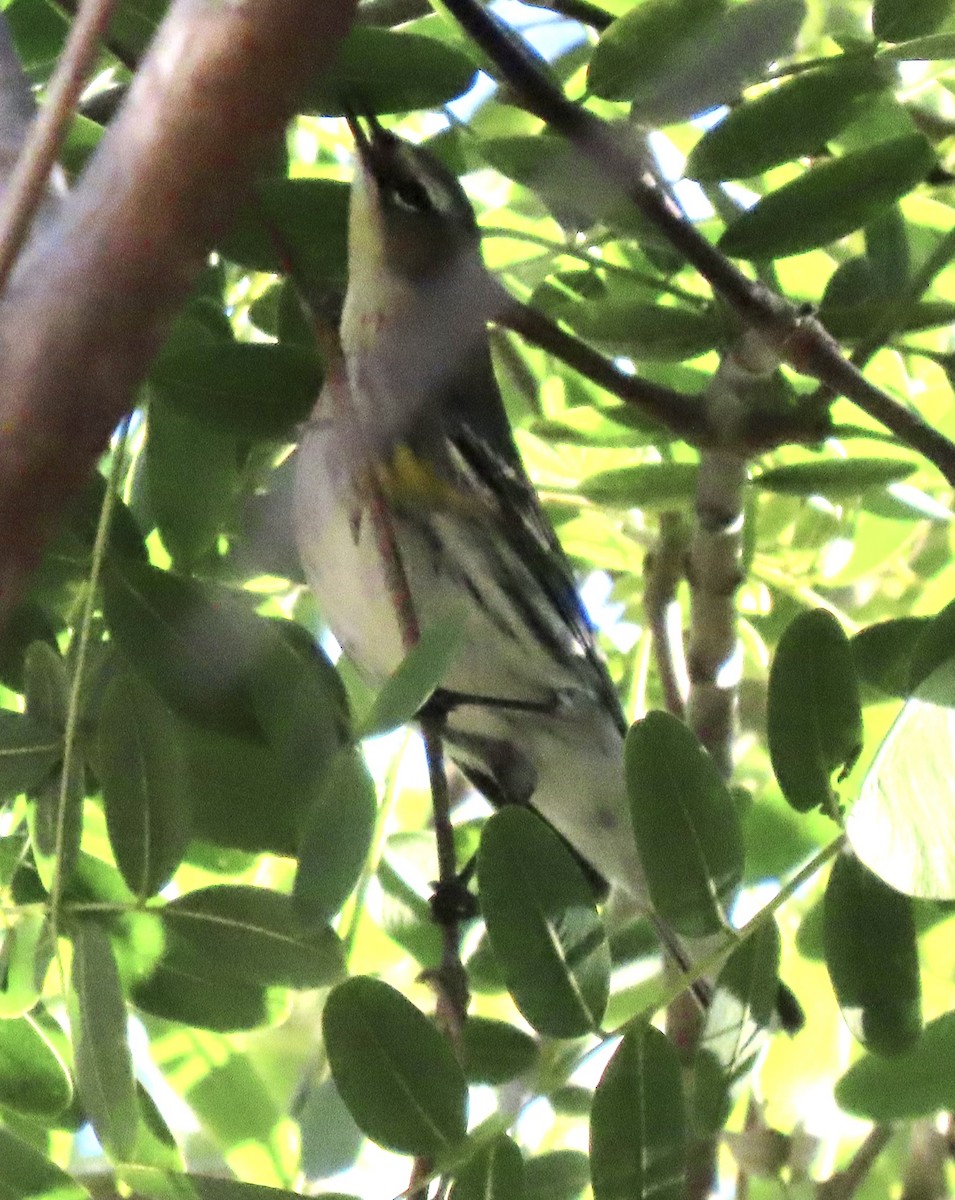Yellow-rumped Warbler (Myrtle) - David Trissel