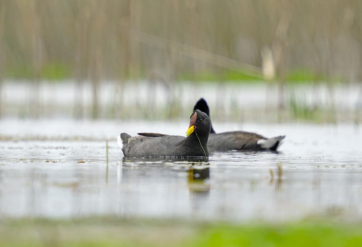 Red-fronted Coot - ML611919575