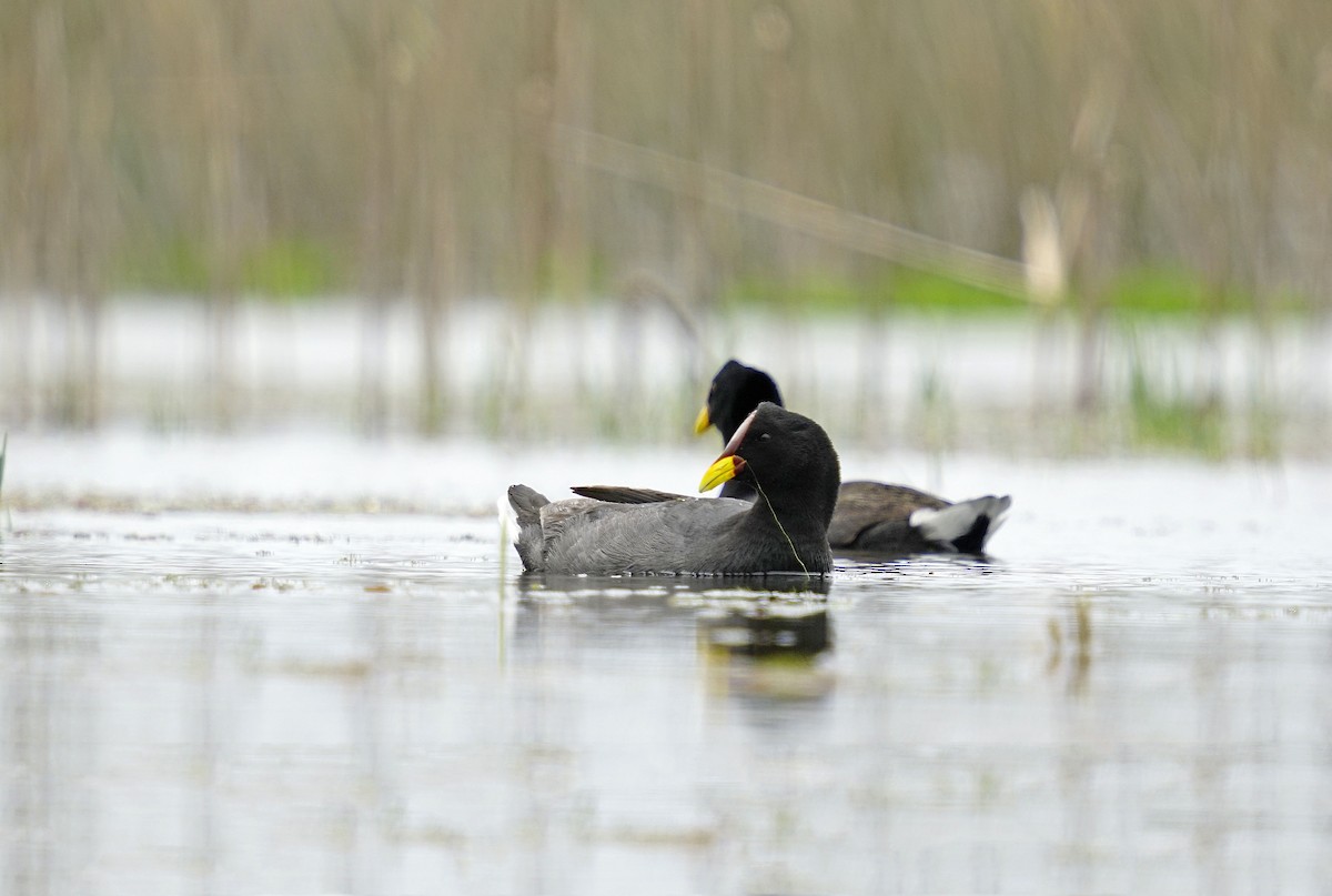 Red-fronted Coot - ML611919576