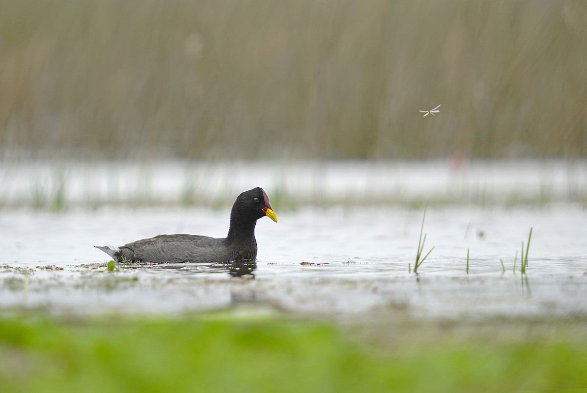 Red-fronted Coot - ML611919577