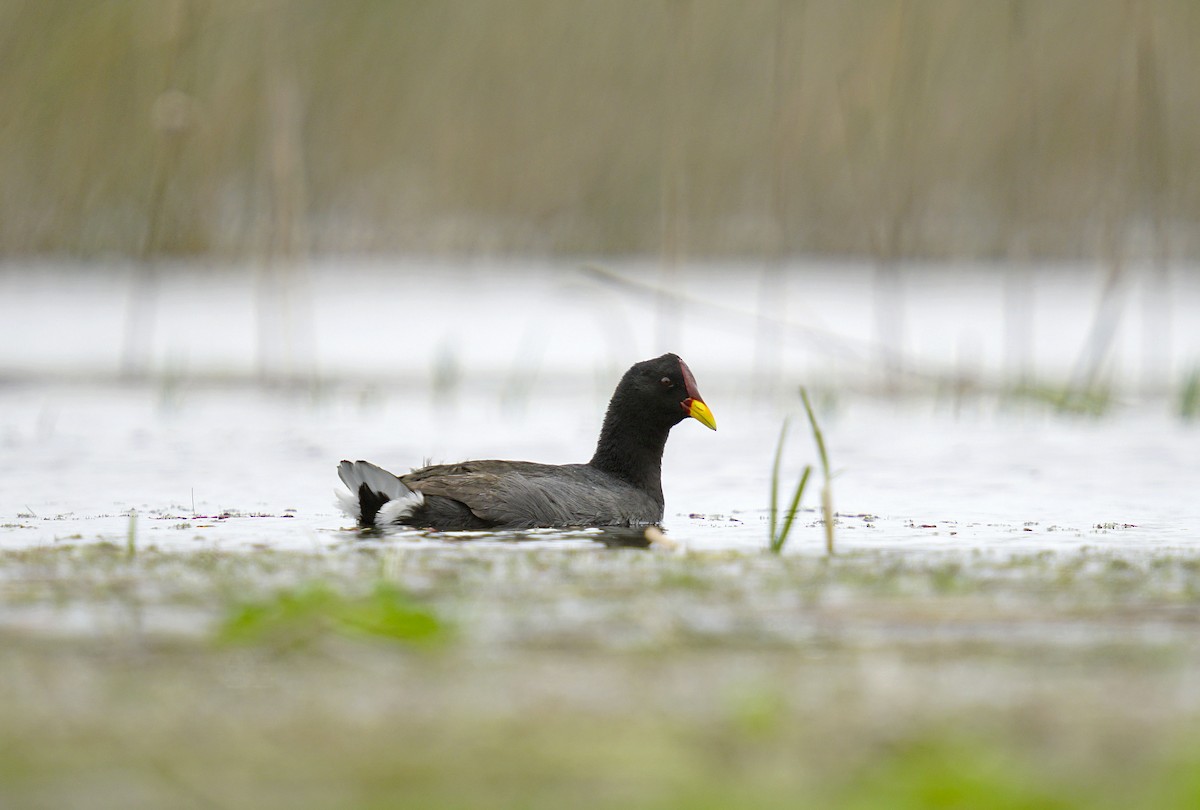 Red-fronted Coot - ML611919579