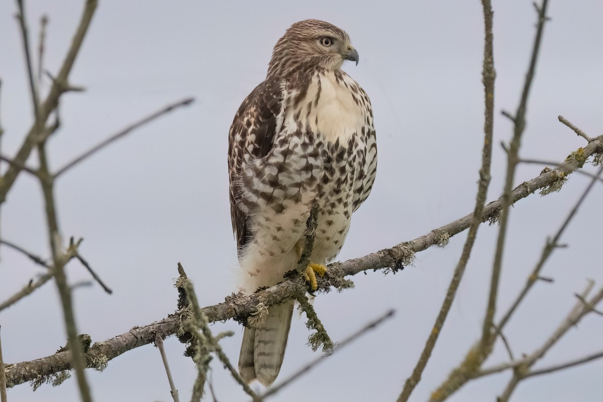 Red-tailed Hawk - ML611919816
