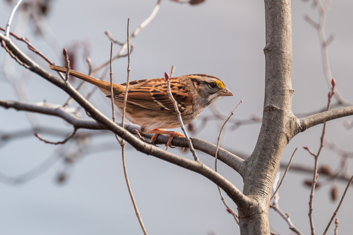White-throated Sparrow - ML611919854