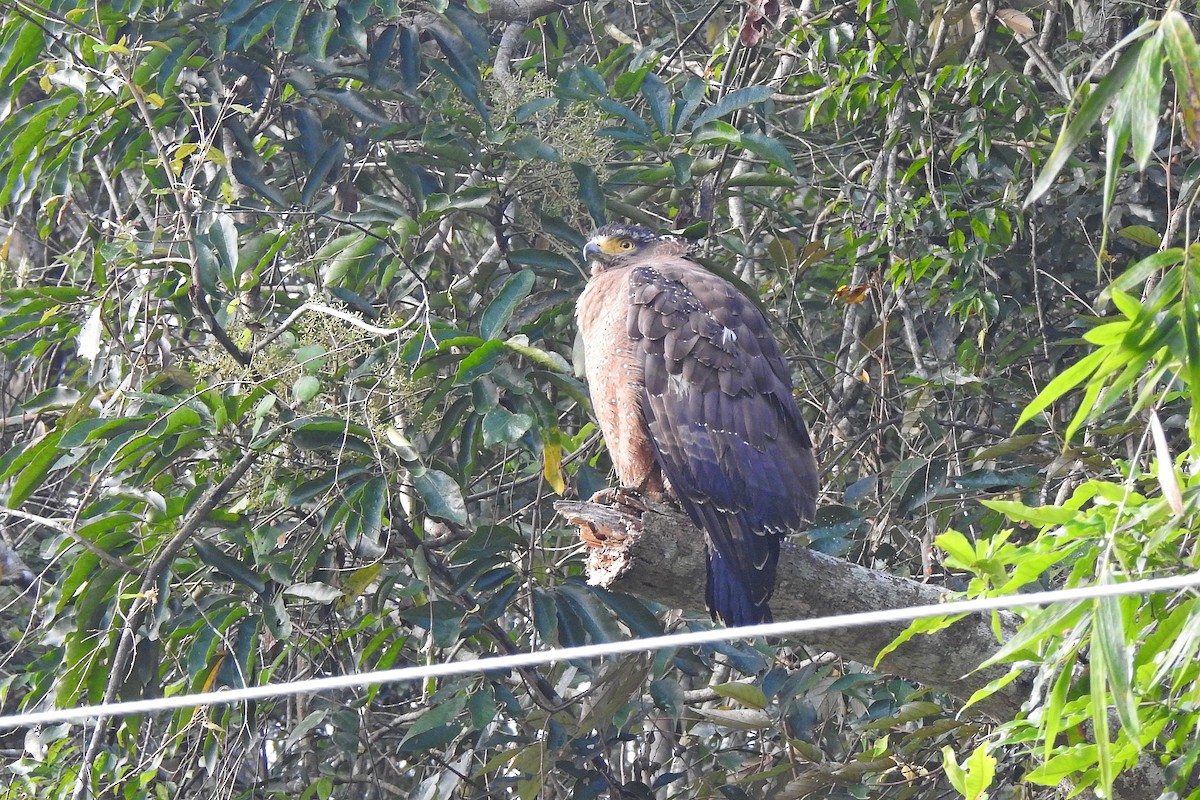 Crested Serpent-Eagle - ML611919871